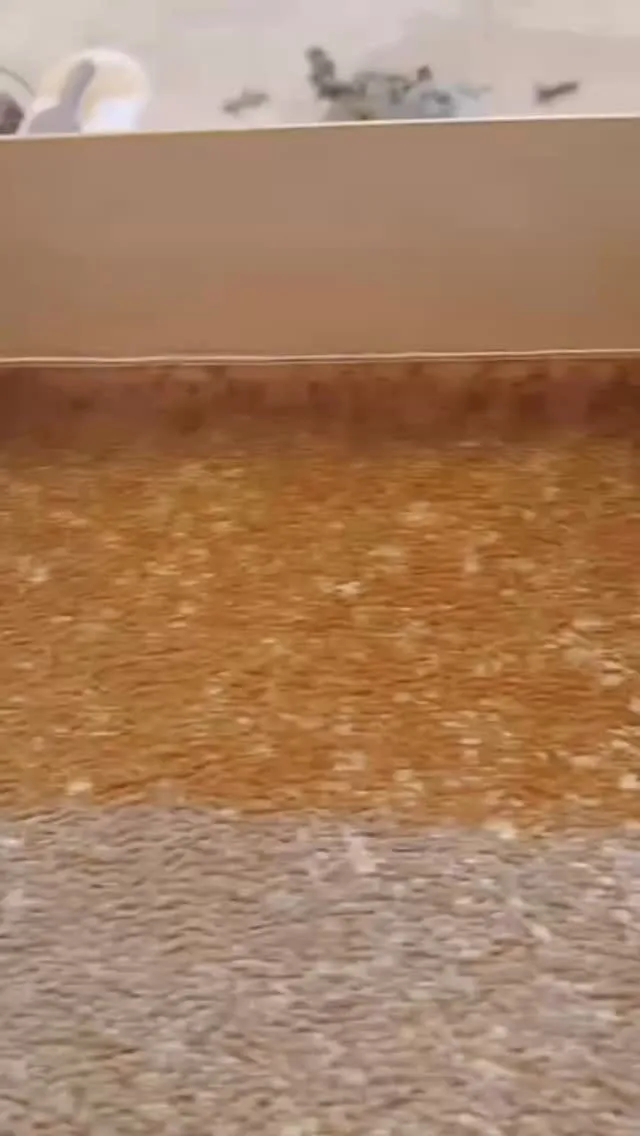 サンプルテスト😌